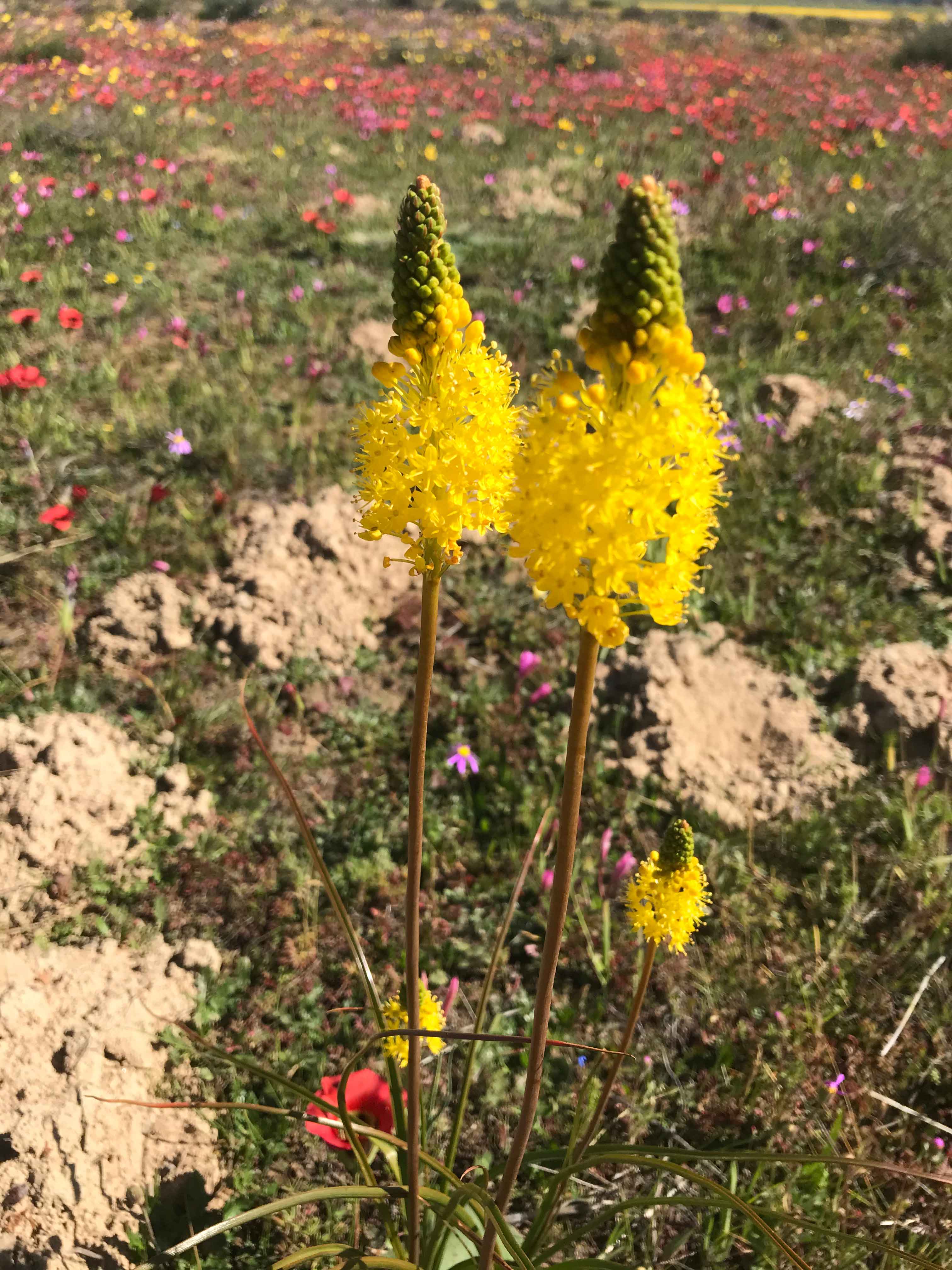 Flowers of Succulent Karoo - Bulbinella divaginata